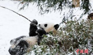 旅美熊猫宝宝首露面 阿宝是秦岭大熊猫吗